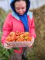 Tomato 'Reisetomate' Seeds (Certified Organic) 
