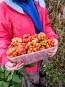Tomato 'Reisetomate' Seeds (Certified Organic) 
