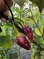 Hot Pepper ‘7 Pot Bubblegum (BBG7) Dream' Seeds (Certified Organic)
