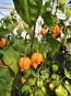 Hot Pepper 'Jay's Peach Ghost Scorpion' Seeds (Certified Organic)