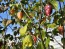 Hot Pepper ‘7 Pot Bubblegum (BBG7) Dream' Seeds (Certified Organic)