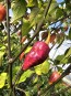 Hot Pepper ‘7 Pot Bubblegum (BBG7) Dream' Seeds (Certified Organic)