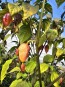 Hot Pepper ‘7 Pot Bubblegum (BBG7) Dream' Seeds (Certified Organic)