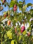Hot Pepper ‘7 Pot Bubblegum (BBG7) Dream' Seeds (Certified Organic)