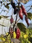 Hot Pepper 'Redgum Tiger MAMP x Chocolate Nagabrains' Seeds (Certified Organic)