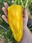 Sweet Pepper 'Yellow Bull's Horn' AKA 'Corno di Toro Giallo' Pepper Seeds