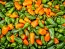 Sweet Pepper 'Lunch Box Orange' Seeds (Certified Organic)