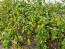 Hot Pepper 'Aji Lemon Drop' Seeds (Certified Organic)
