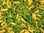 Hot Pepper 'Aji Lemon Drop' Seeds (Certified Organic)