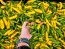 Hot Pepper 'Aji Lemon Drop' Seeds (Certified Organic)