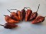 Hot Pepper ‘7 Pot Bubblegum (BBG7) Dream' Seeds (Certified Organic)