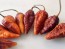Hot Pepper ‘7 Pot Bubblegum (BBG7) Dream' Seeds (Certified Organic)