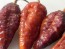 Hot Pepper ‘7 Pot Bubblegum (BBG7) Dream' Seeds (Certified Organic)