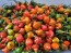 Hot Pepper 'Red Mushroom Cross' Seeds (Certified Organic)