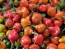 Hot Pepper 'Red Mushroom Cross' Seeds (Certified Organic)