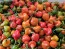 Hot Pepper 'Red Mushroom Cross' Seeds (Certified Organic)