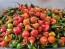 Hot Pepper 'Red Mushroom Cross' Seeds (Certified Organic)