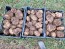 Voodoo Lily Corpse Flower Bulbs - Shipping 2025 Spring - Harvested on our Farm - USDA Certified Organic