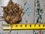 Voodoo Lily Corpse Flower Bulbs - Shipping 2025 Spring - Harvested on our Farm - USDA Certified Organic