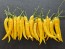 Hot Pepper ‘Cedrino' Seeds (Certified Organic)
