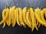 Hot Pepper ‘Cedrino' Seeds (Certified Organic)