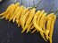 Hot Pepper ‘Cedrino' Seeds (Certified Organic)