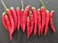 Hot Pepper 'Bird's Eye' Seeds (Certified Organic) 