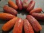 Hot Pepper ‘TAM Jalapeno’ Seeds (Certified Organic)