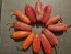 Hot Pepper ‘TAM Jalapeno’ Seeds (Certified Organic)