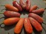Hot Pepper ‘TAM Jalapeno’ Seeds (Certified Organic)