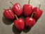 Hot Pepper ‘Dieghito Jalapeno’ Seeds (Certified Organic)