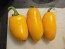 Hot Pepper 'NuMex Pumpkin Spice Jalapeno' Seeds (Certified Organic)