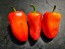 Sweet Pepper 'Ukrainian Early' Seeds (Certified Organic) 