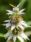 Herb 'Dotted Horsemint' Plant