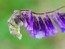Hairy Vetch Seeds (Certified Organic)