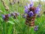 Self Heal AKA Heart of the Earth Seeds (Certified Organic)