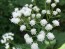 White Snakeroot Seeds (Certified Organic)