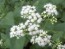 White Snakeroot Seeds (Certified Organic)