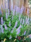 Anise Hyssop 'Blue Fortune' 