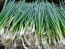 Bunching Onion 'Tokyo Long White'