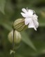 White Campion Seeds (Certified Organic)