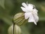 White Campion Seeds (Certified Organic)