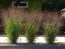 Switchgrass Seeds (Certified Organic)