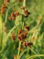 Dark Green Bulrush Seeds (Certified Organic)