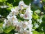 Northern Catalpa Tree Seeds (Certified Organic)