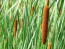 Cattail Seeds