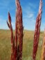 Big Bluestem Grass Seeds (Certified Organic)