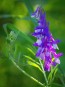 Hairy Vetch Seeds (Certified Organic)