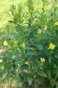 Common Evening Primrose Seeds (Certified Organic)