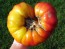 Tomato 'Gold Medal'